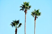 Low Angle View Of Palm Trees Against Clear Blue Sky