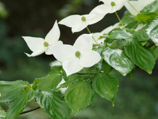 Canvas Print - Cornouiller de Kousa 'Venus' ou cornouiller de Chine (Cornus kousa) Inflorescence de bractées étoilées et pointues blanc crème au dessus d'un feuillage vert profond