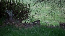 Das Buchfink-Männchen Lässt Sich Vom Schneefall Beim Fressen Nicht Stören