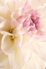 Wall Mural - close up of white dahlia