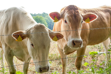 two beige cows behind barbed wire