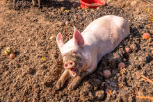 A Happy Pig In Mud