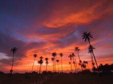 Silhouette Palm Trees Against Dramatic Sky During Sunset