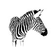 Graphical portrait of zebra isolated on white background, vector illustration for tattoo and printing