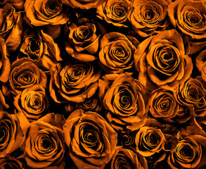 Wall Mural -  gold roses close-up.