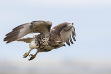 Red-tailed Hawk (Buteo Jamaicensis) In Flight