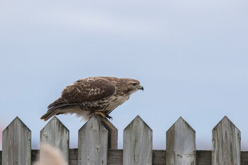 Poster - red-tailed hawk (Buteo jamaicensis)