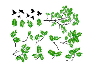 Wall Mural - A set of twigs with birds flying. Summer tree branch with fresh green leaves. Vector illustration