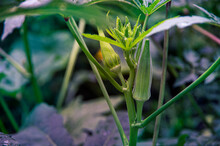 Closeup View Of Flowers And Seed Pods On An Okra Plant In A Garden With Warm Light On The Bud