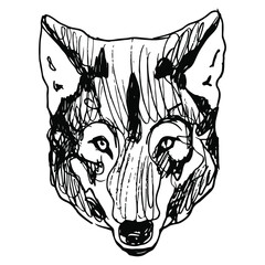 Head of a wolf or dog. Canis lupus. Hand drawn linear rough sketch. Black silhouette on white background.	