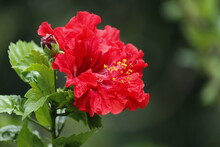 Close-up Of Red Hibiscus Blooming Outdoors