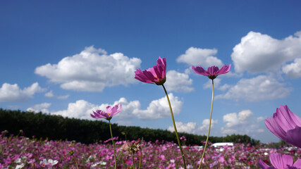 Wall Mural - Pink cosmos flowers in the field