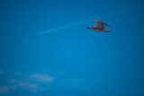 Fototapeta  - The journey of a single white bird through lue skies