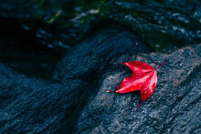 Close-up Of Red Maple Leaf On Rock