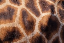 Full Frame Shot Of Giraffe Skin