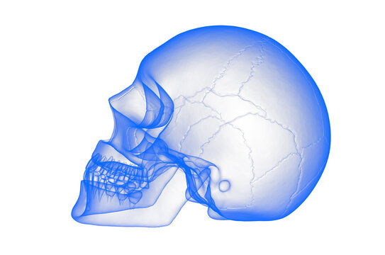 3d illustration Human Skull in x ray mode