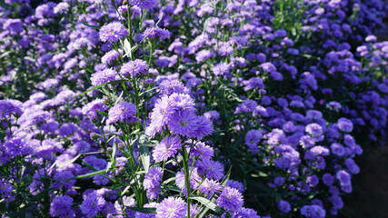 Wall Mural - Violet color flowers in the field with blue sky
