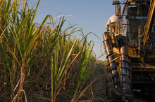 Close Up Of Harvester Driving Next To Mature Sugarcane