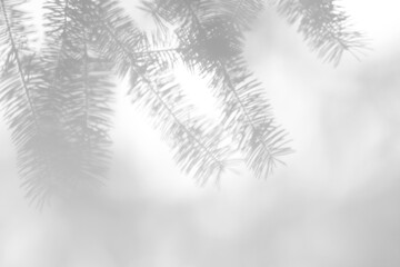 Wall Mural - Blurred overlay effect for photo. Gray shadows of fir tree branches on a white wall. Abstract neutral nature concept background for design presentation. Shadows for natural light effects