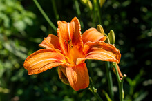Single Blooming Orange Lily Flower In Golden Warm Sun In The Spring Or Summer Green Garden (Lilium Bulbiferum)