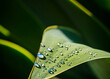 © SuperStock - Close up of sun shining on dewdrops on Agave leaf