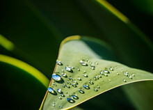 Close Up Of Sun Shining On Dewdrops On Agave Leaf