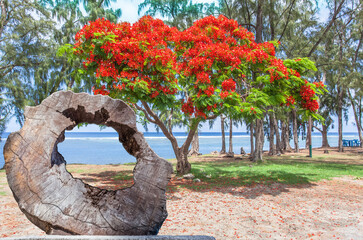 Wall Mural - Île de la Réunion, flamboyant sur plage de Saint-Leu 