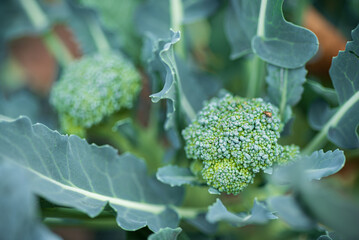 fresh broccoli in the garden