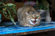 Aggressive, angry cat. The domestic cat is angry and growls.