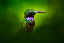 Heliodoxa Schreibersii, Black-throated Brilliant, Detail Portrait Of Hummingbird From Ecuador And Peru. Shiny Tinny Bird, Green And Violet Plumage. Tropic Forest In Ecuador. Wildlife Nature.