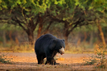 india wildlife. sloth bear, melursus ursinus, ranthambore national park, india. wild sloth bear in n