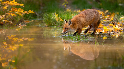 Red fox, vulpes vulpes, drinking from water in colorful autumn nature. Predator with orange fur standing on riverbank in fall. Wild mammal Looking from shore near the river.