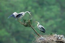 Great Blue Herons Perching On Nest