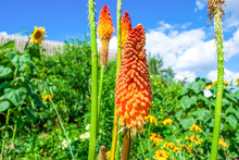 Kniphofia Red And Yellow Flowers Growing In Summer Garden By Blue Sky