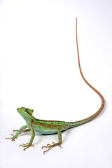 Wall Mural - Kronenbasilisk // Eastern Casquehead Iguana (Laemanctus longipes)