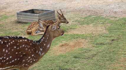 deer in the grass