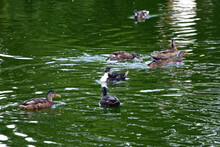 Ducks Green Pond