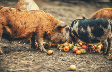 New Zealand Piglets Eat Apples.