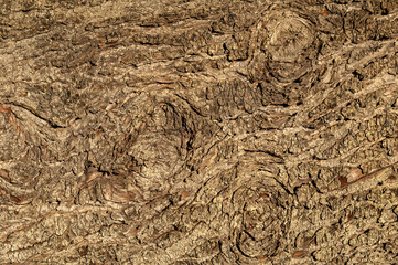 Wall Mural - tsuga heterophylla brown tree bark macro close up texture background commonly known as western hemlo
