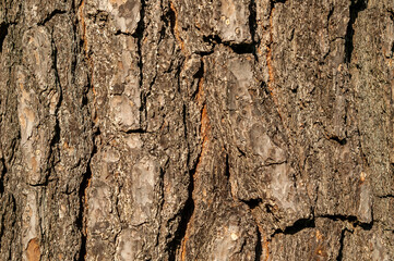Wall Mural - pinus hartwegii brown tree bark macro close up texture background commonly known as hartweg's pine, 