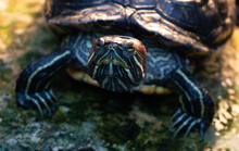 Disgruntled Turtle