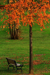 Wall Mural - autumn in the park