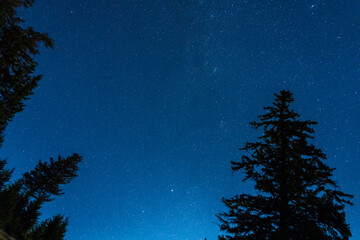 Wall Mural - Starry sky summer night with pine trees in the foreground.