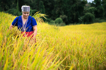 Wall Mural - space woman farmer with paddy rice on rice terrace