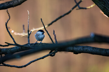 Poster - Great tit sitting on a branch.