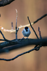 Poster - Great tit sitting on a branch.