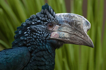 View of Silvery-cheeked Hornbill, Bycanistes brevis, profile