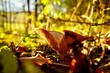 canvas print picture - Pilz im Herbst
