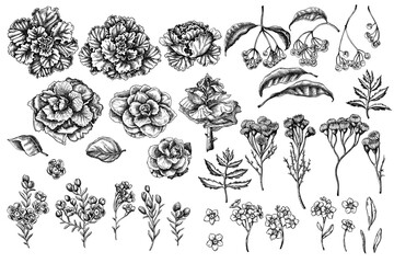 Vector set of hand drawn black and white wax flower, forget me not flower, tansy, ardisia, brassica, decorative cabbage