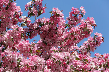 Wall Mural - Pink flowers of blossoming apple-tree (grade 